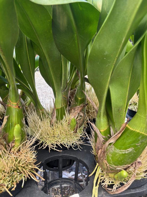 Gram. scriptum var. citrinum 6" In Low Spike Now! - Image 2