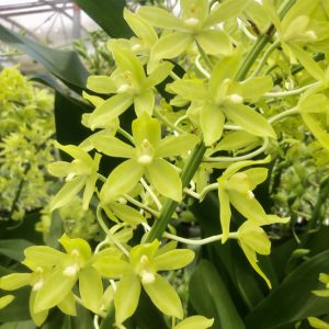 12 Gram. scriptum var. citrinum in spike!
