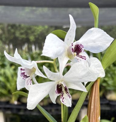 Latouria/Formosum Dendrobiums