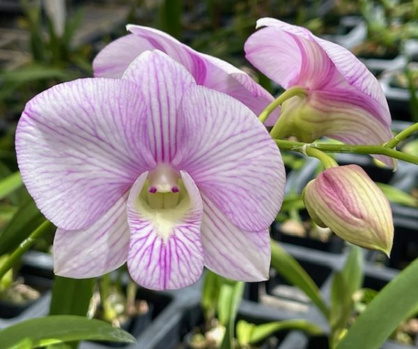 Den. Pink Jelly 4" first bloom