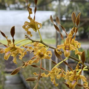 Twisted Petal/Novelty Dendrobiums