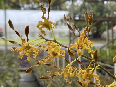 Twisted Petal/Novelty Dendrobiums