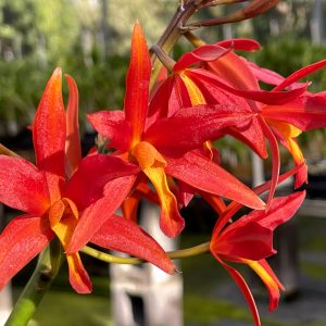 Ctt. Koolau Treat
