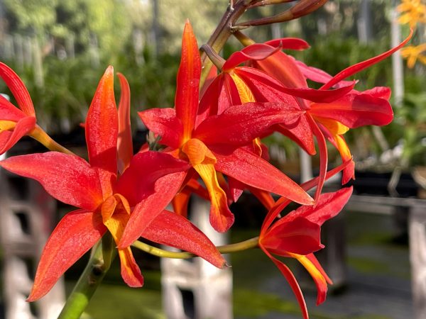 Ctt. Koolau Treat