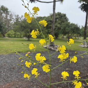 2 Oncidium Plant Gift Box *Bonus plant included
