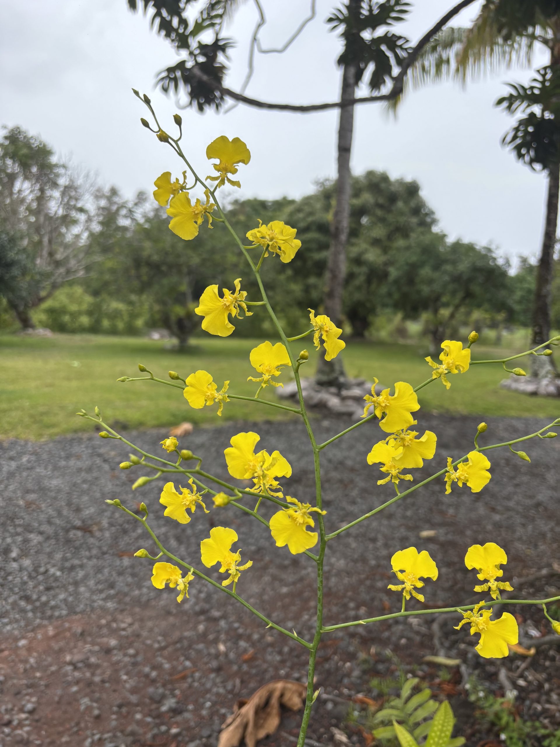 2 Oncidium Plant Gift Box *Bonus plant included