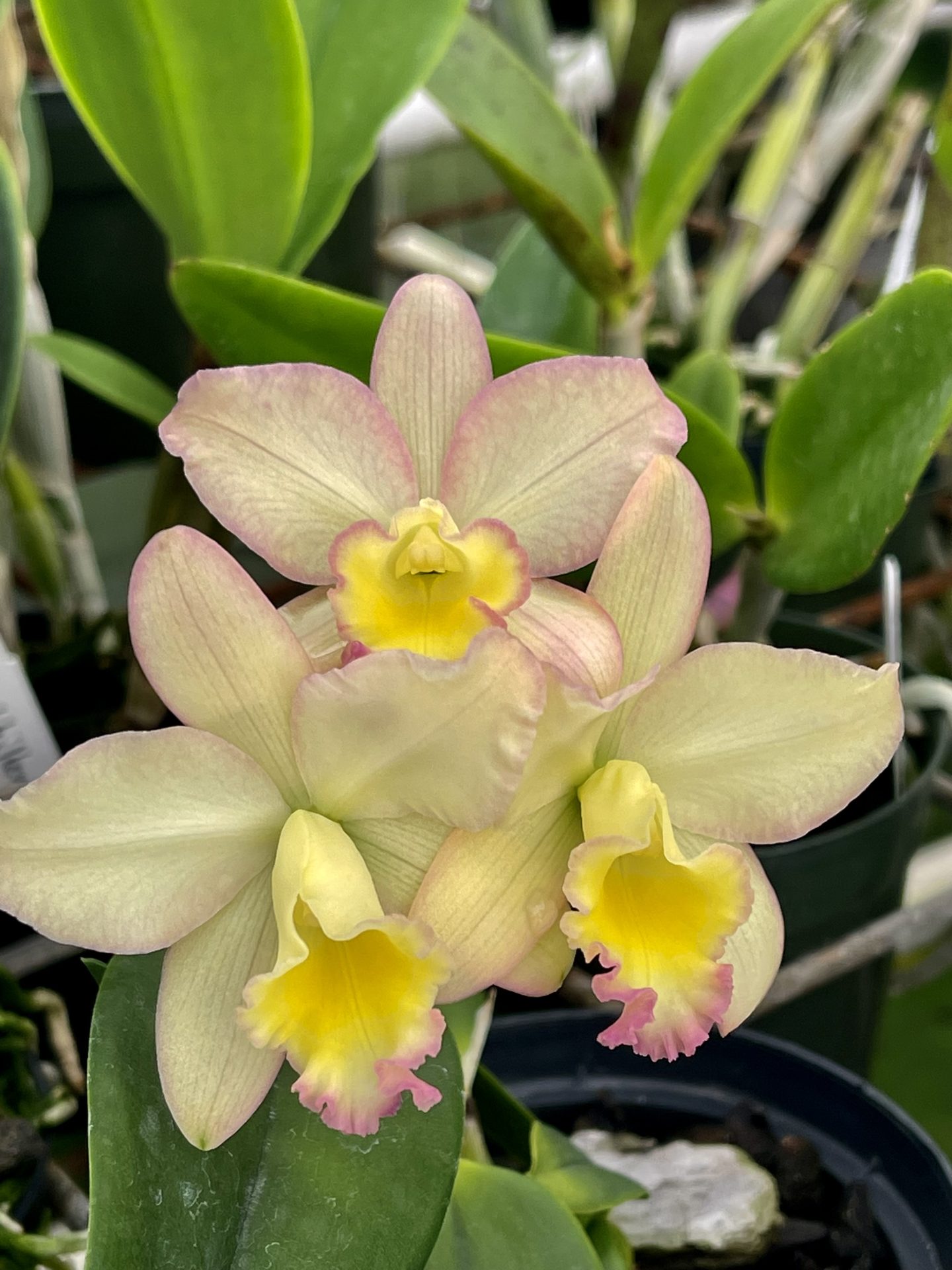 6 Assorted Cattleya *Bonus plant included - Image 5
