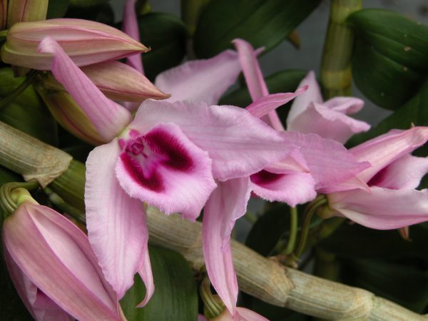 Den. anosmum